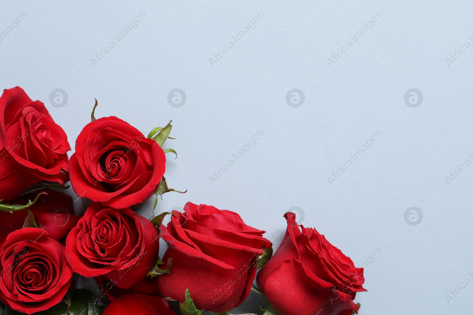 Photo of Beautiful red roses on grey background, flat lay. Space for text
