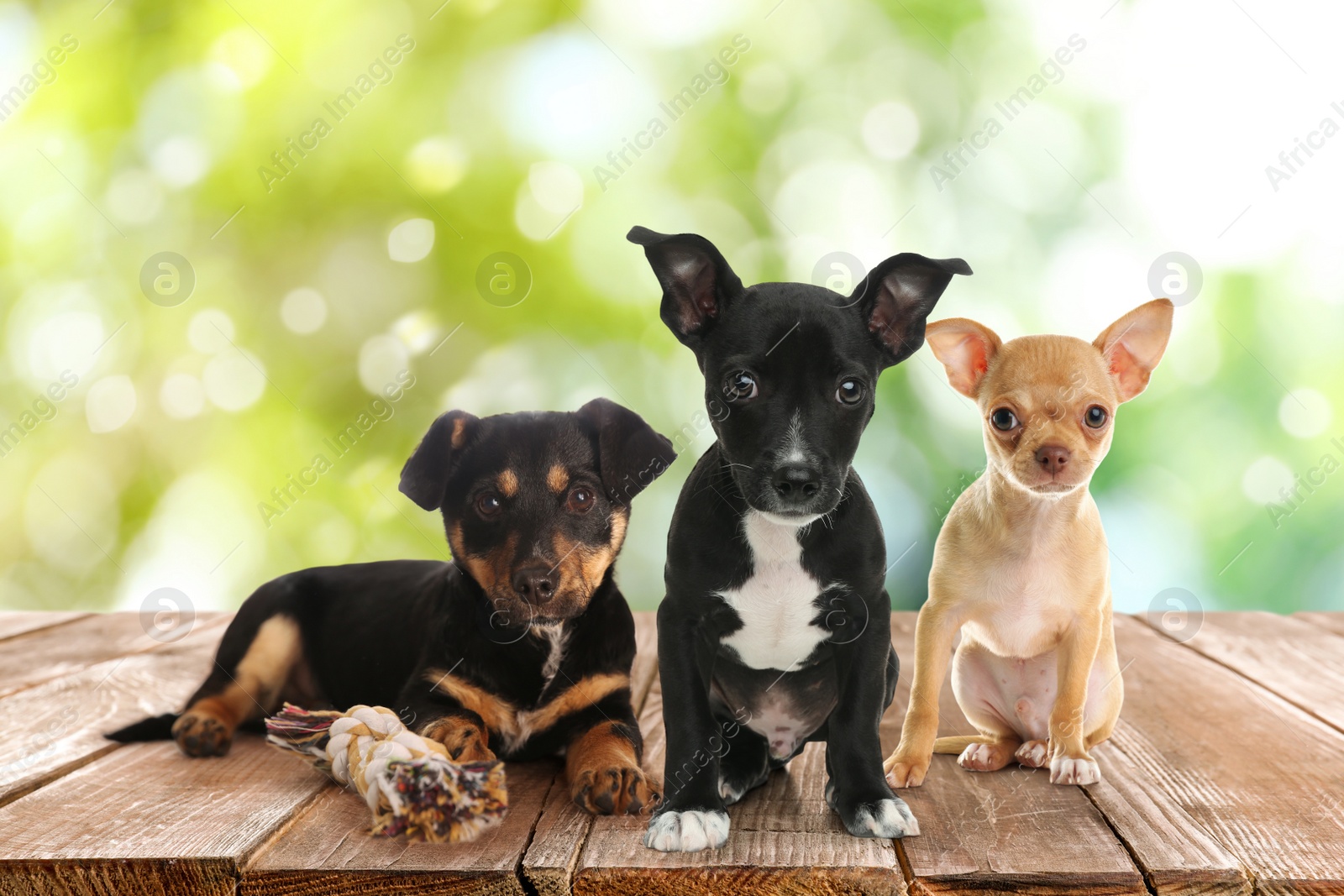 Image of Cute puppies on wooden surface outdoors, bokeh effect. Adorable pets
