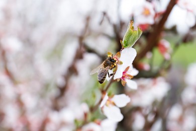 Bee on branch of beautiful blossoming cherry tree outdoors, closeup. Spring season