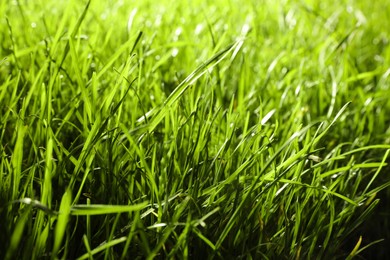 Photo of Beautiful lush green grass as background, closeup