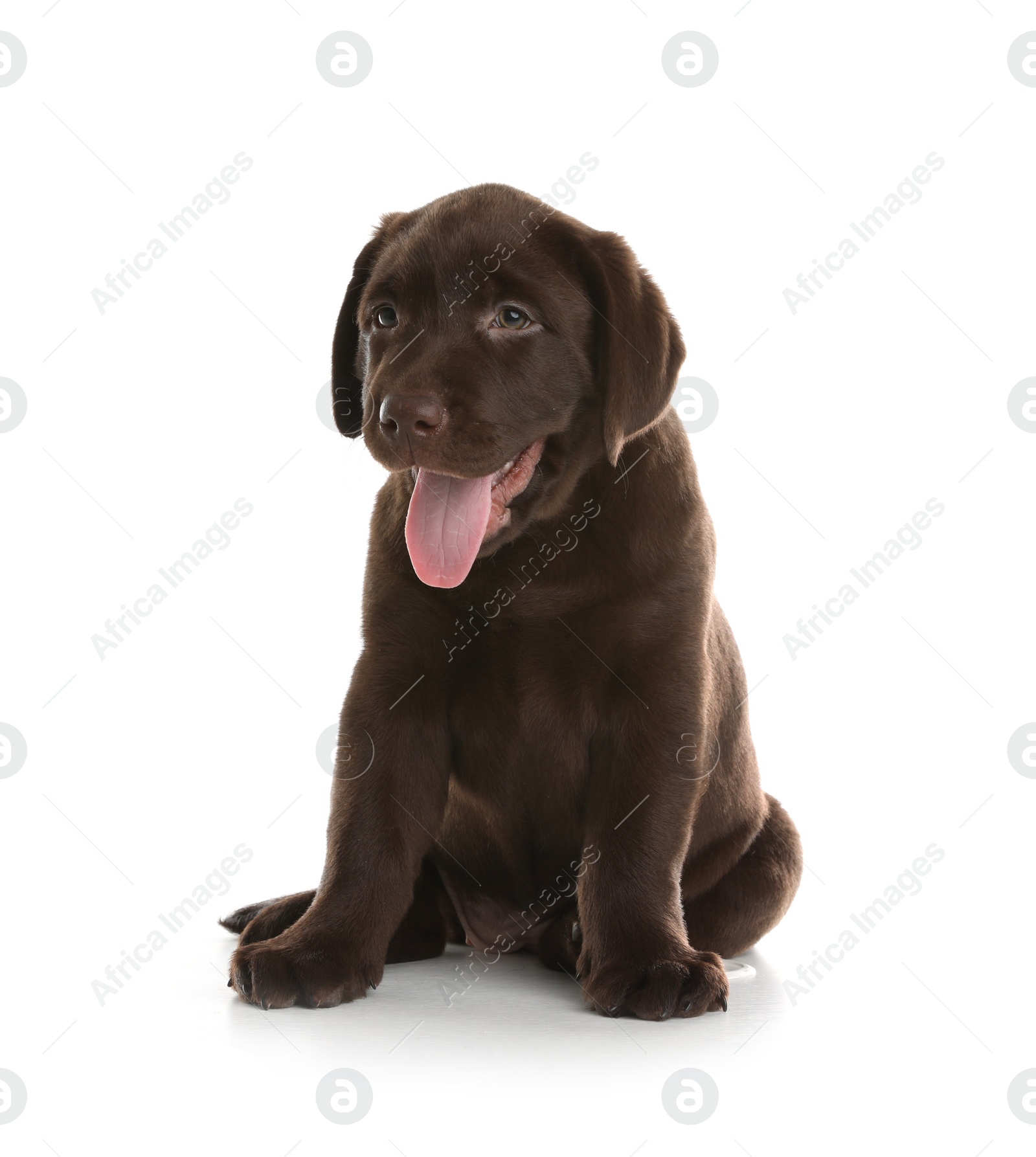 Photo of Chocolate Labrador Retriever puppy on white background