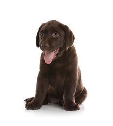 Photo of Chocolate Labrador Retriever puppy on white background