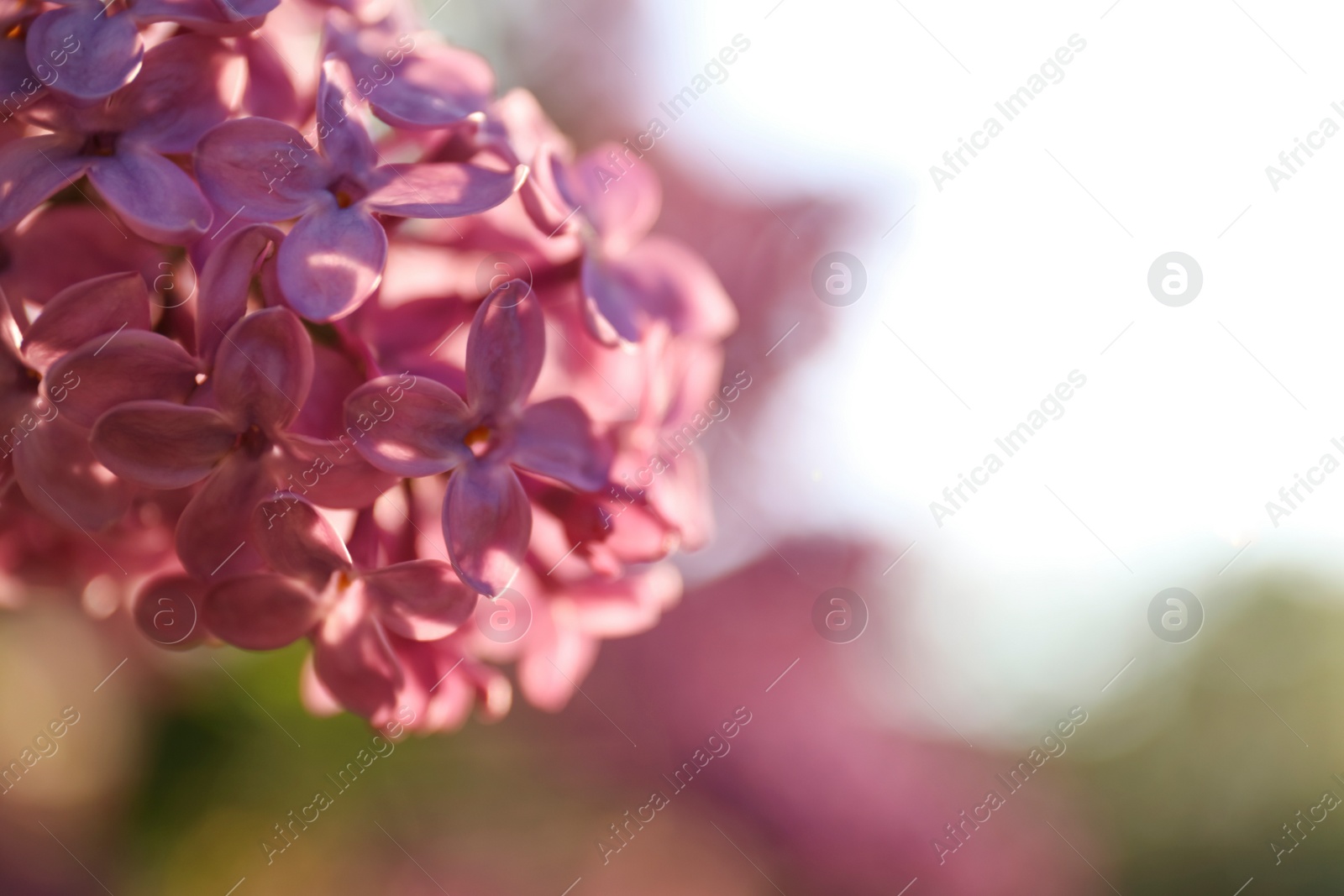 Photo of Closeup view of beautiful blooming lilac shrub outdoors