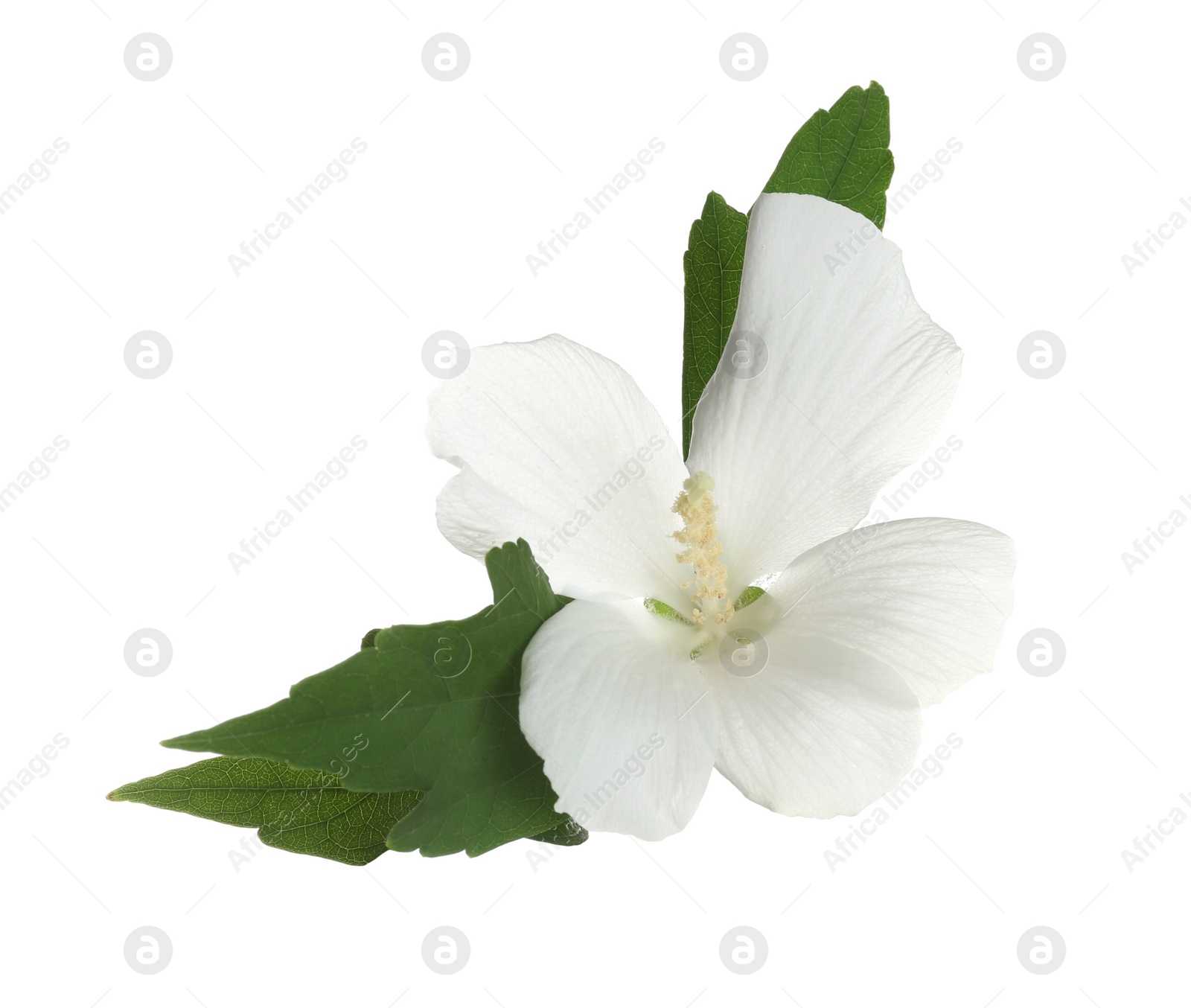 Photo of Beautiful tropical Hibiscus flower on white background