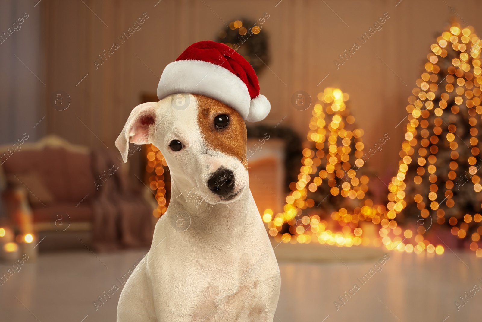 Image of Cute Jack Russel Terrier dog with Santa hat and room decorated for Christmas on background