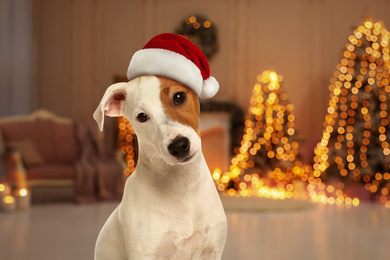 Image of Cute Jack Russel Terrier dog with Santa hat and room decorated for Christmas on background
