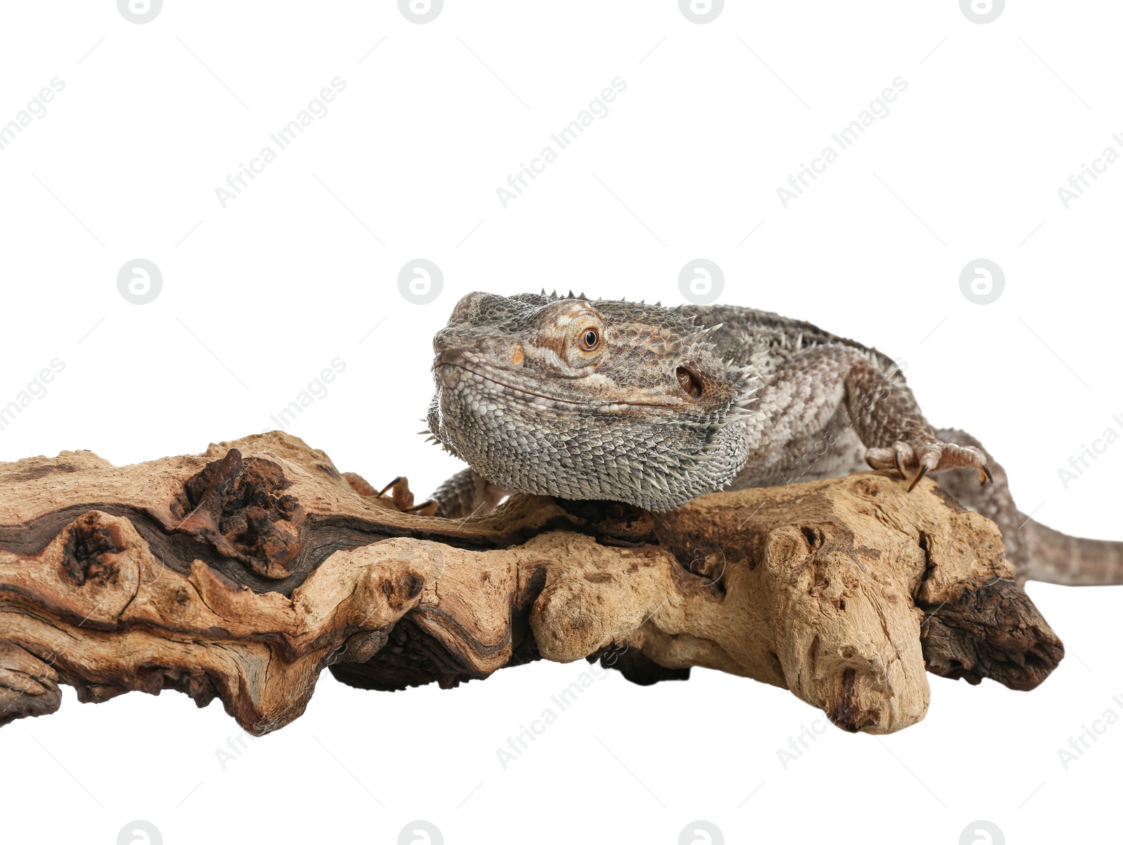 Photo of Bearded lizard (Pogona barbata) and tree branch isolated on white, closeup. Exotic pet