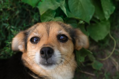 Cute dog on green grass outdoors, closeup