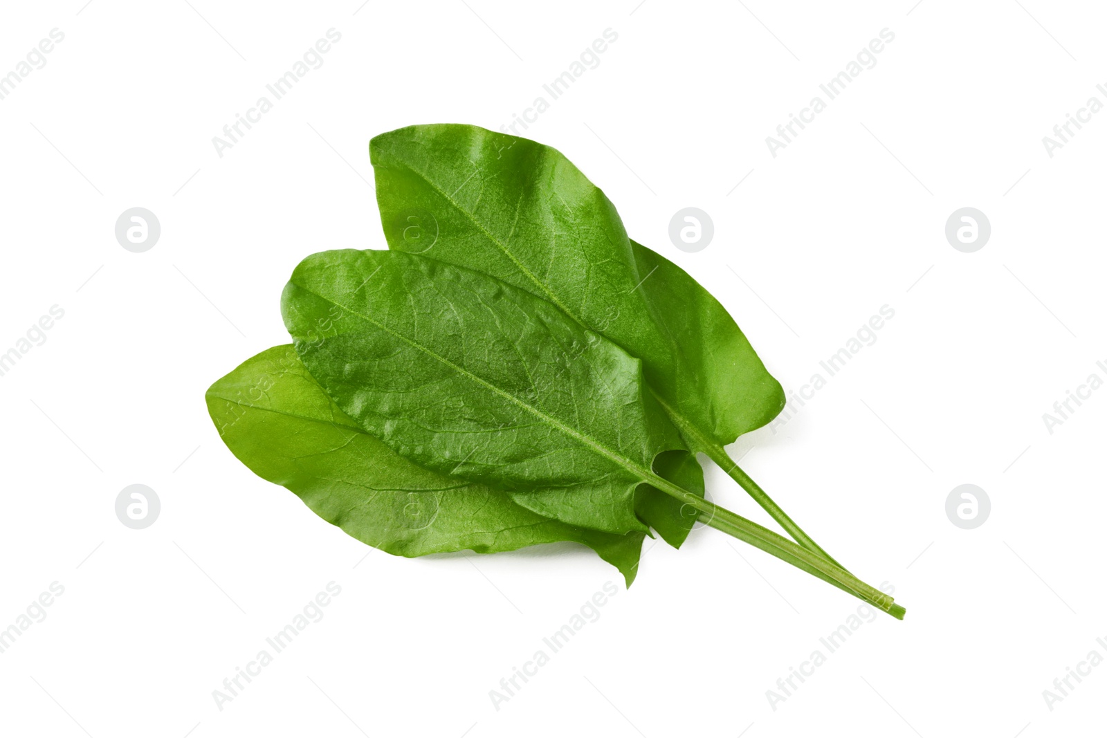 Photo of Bunch of fresh green sorrel leaves on white background, above view