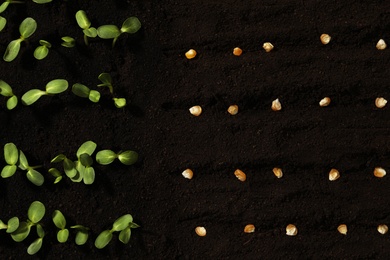 Corn seeds and vegetable seedlings in fertile soil, top view