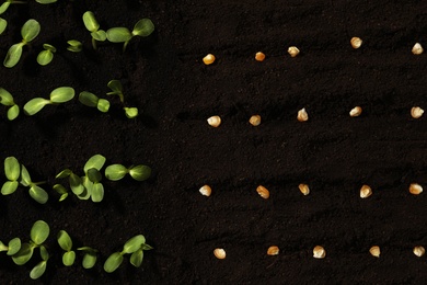 Photo of Corn seeds and vegetable seedlings in fertile soil, top view