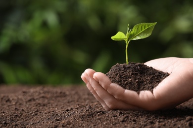 Photo of Woman holding young seedling over soil on blurred background, closeup. Space for text