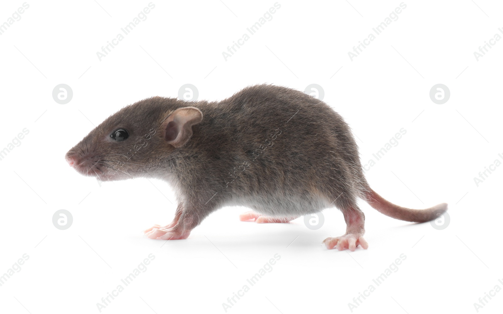 Photo of Small fluffy brown rat on white background