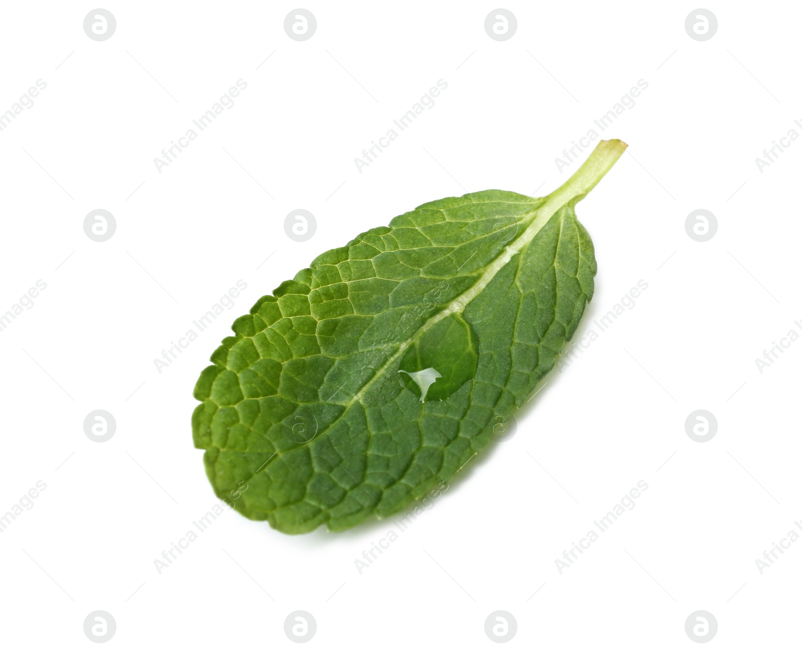 Photo of Wet leaf of fresh mint isolated on white