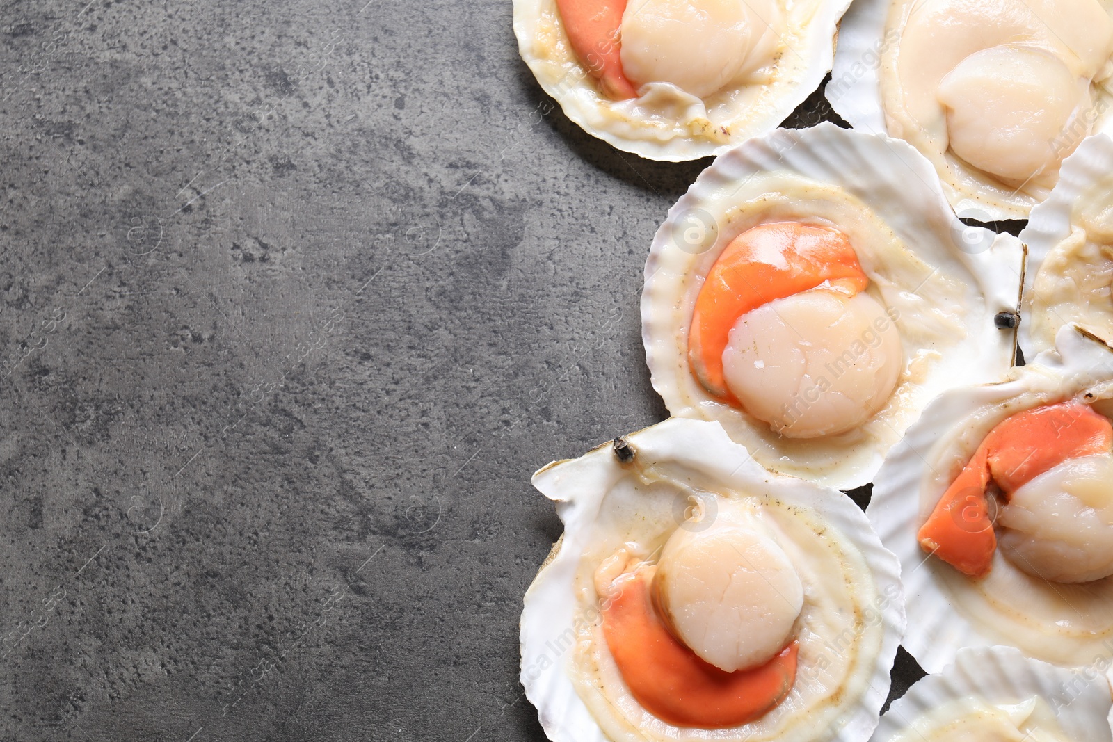 Photo of Many fresh raw scallops in shells on grey table, flat lay. Space for text