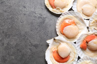 Many fresh raw scallops in shells on grey table, flat lay. Space for text