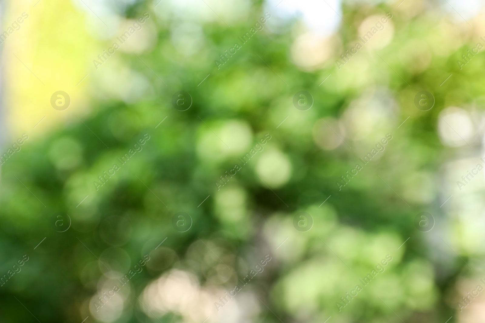 Photo of Blurred view of abstract green background. Bokeh effect