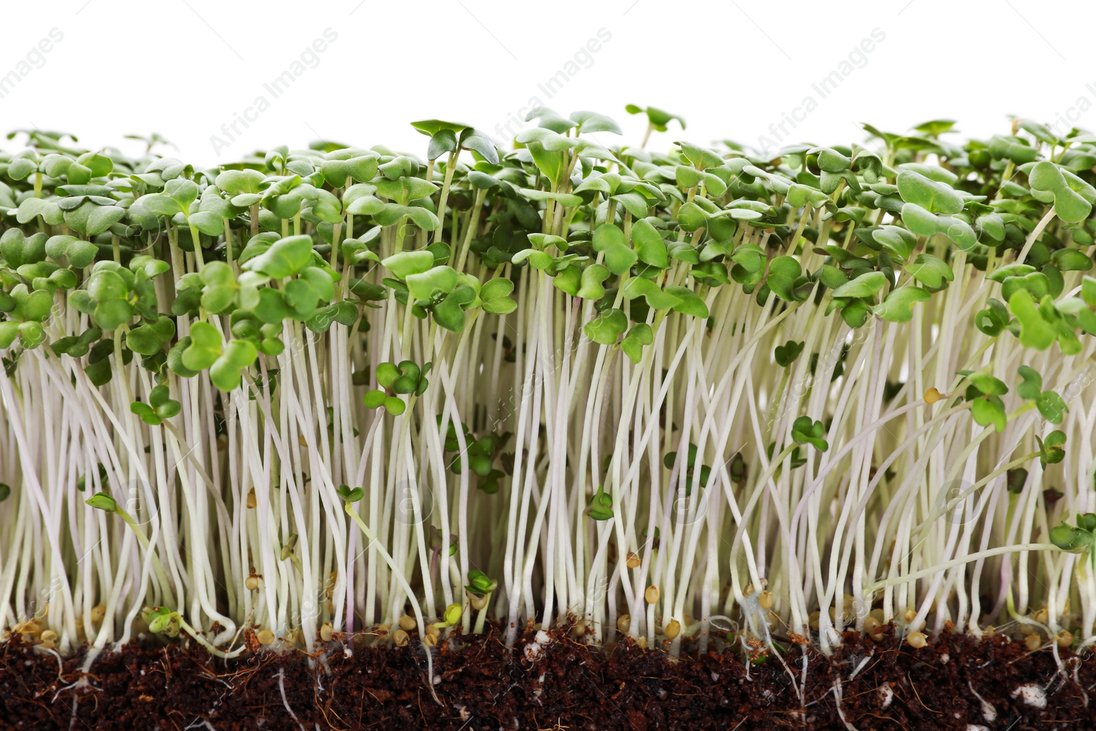 Photo of Fresh organic microgreen in soil on white background, closeup