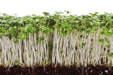 Photo of Fresh organic microgreen in soil on white background, closeup