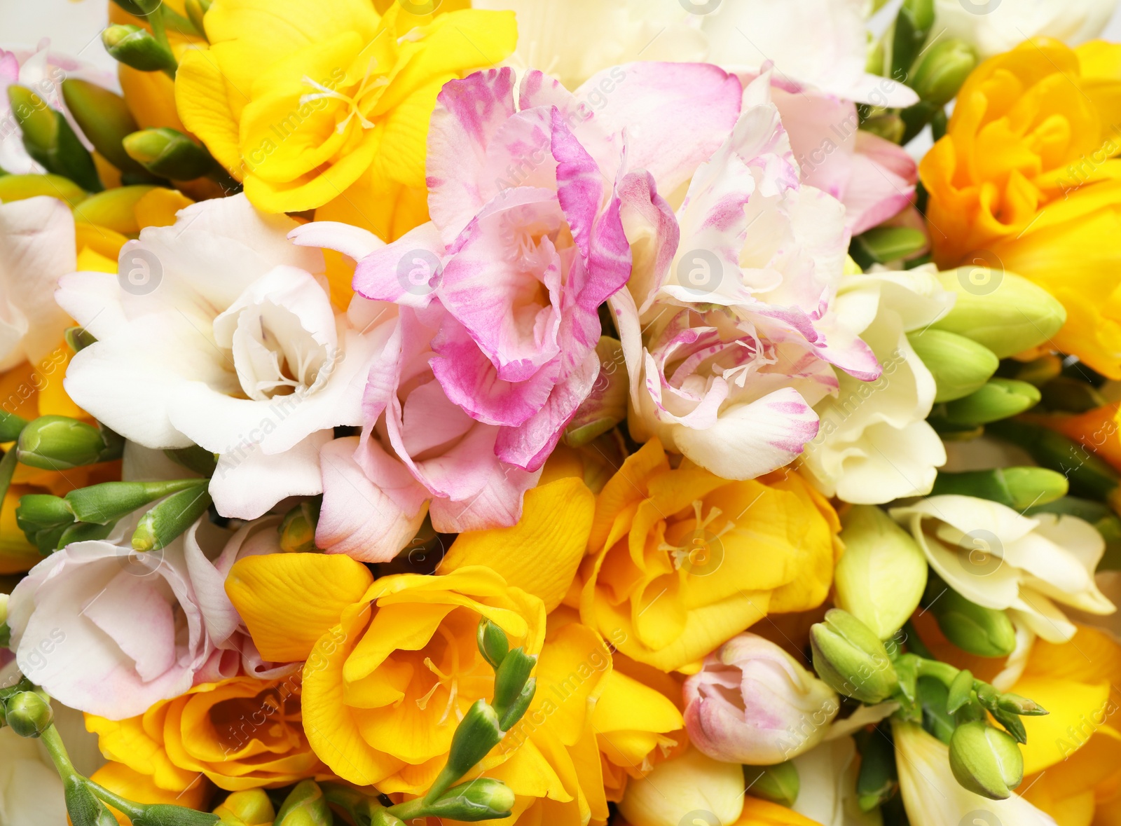 Photo of Beautiful colorful freesia bouquet as background, closeup