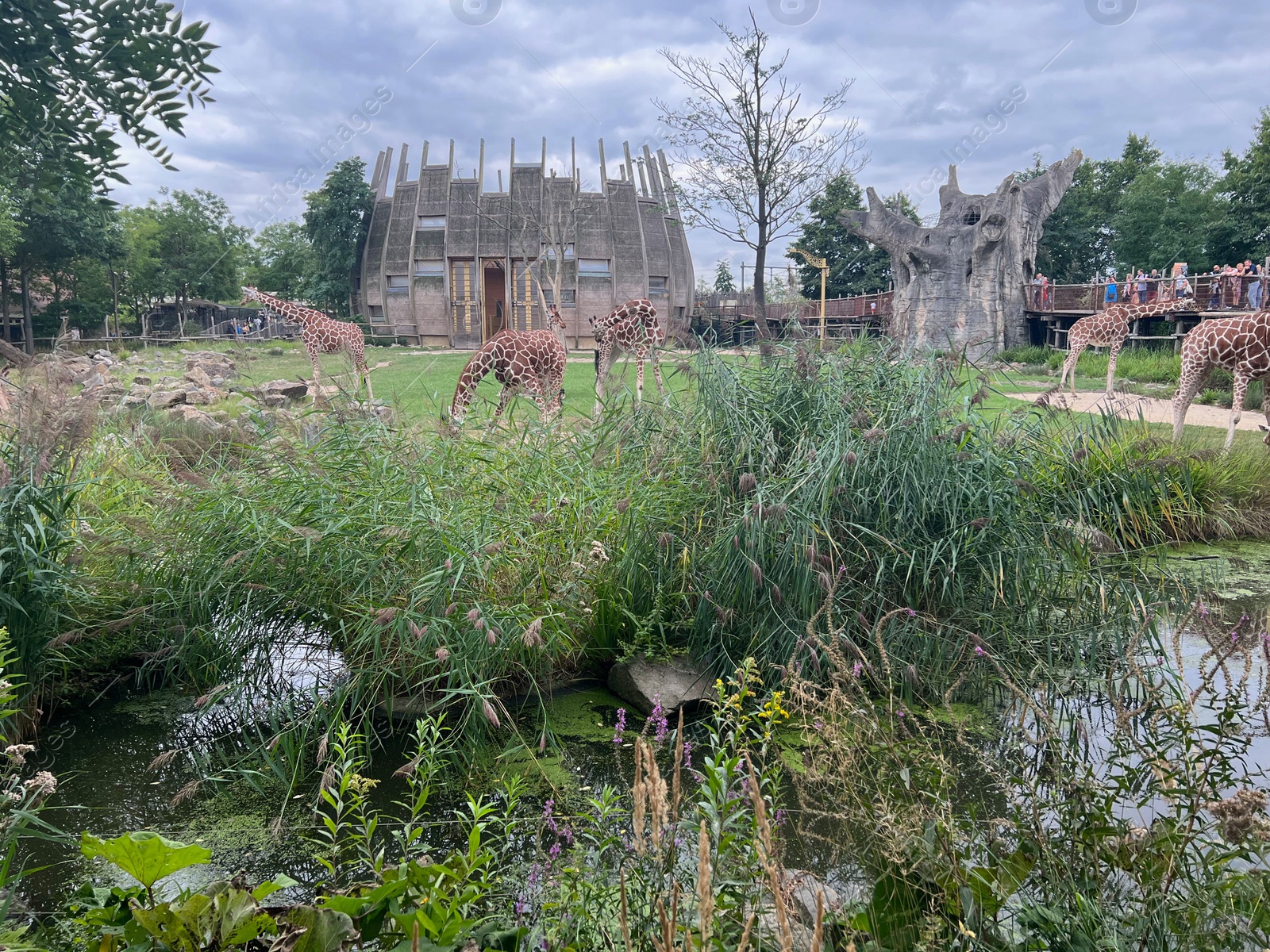 Photo of Rotterdam, Netherlands - August 27, 2022: Group of beautiful giraffes in zoo enclosure