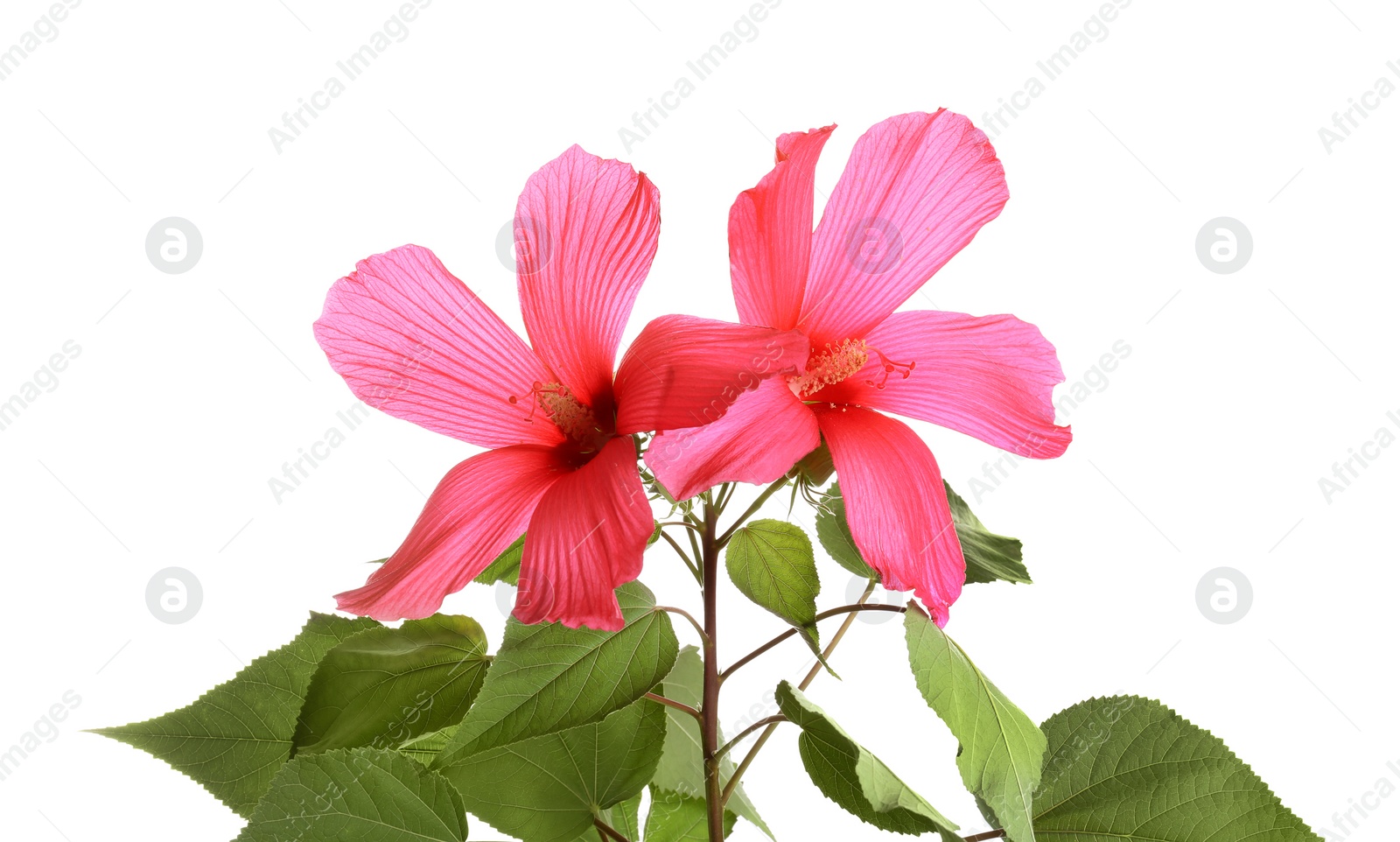 Photo of Beautiful tropical Hibiscus flowers on white background