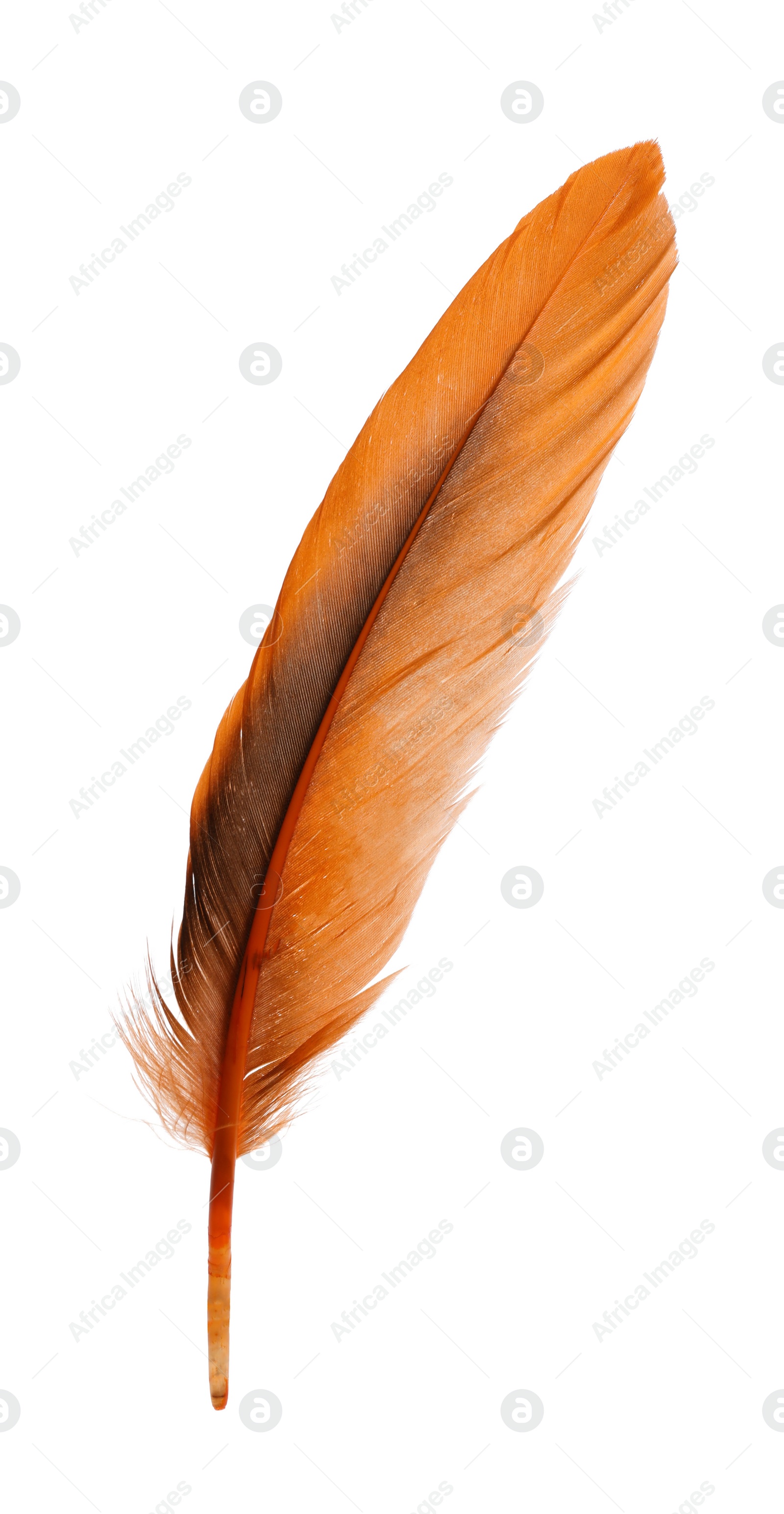 Photo of Beautiful orange bird feather isolated on white