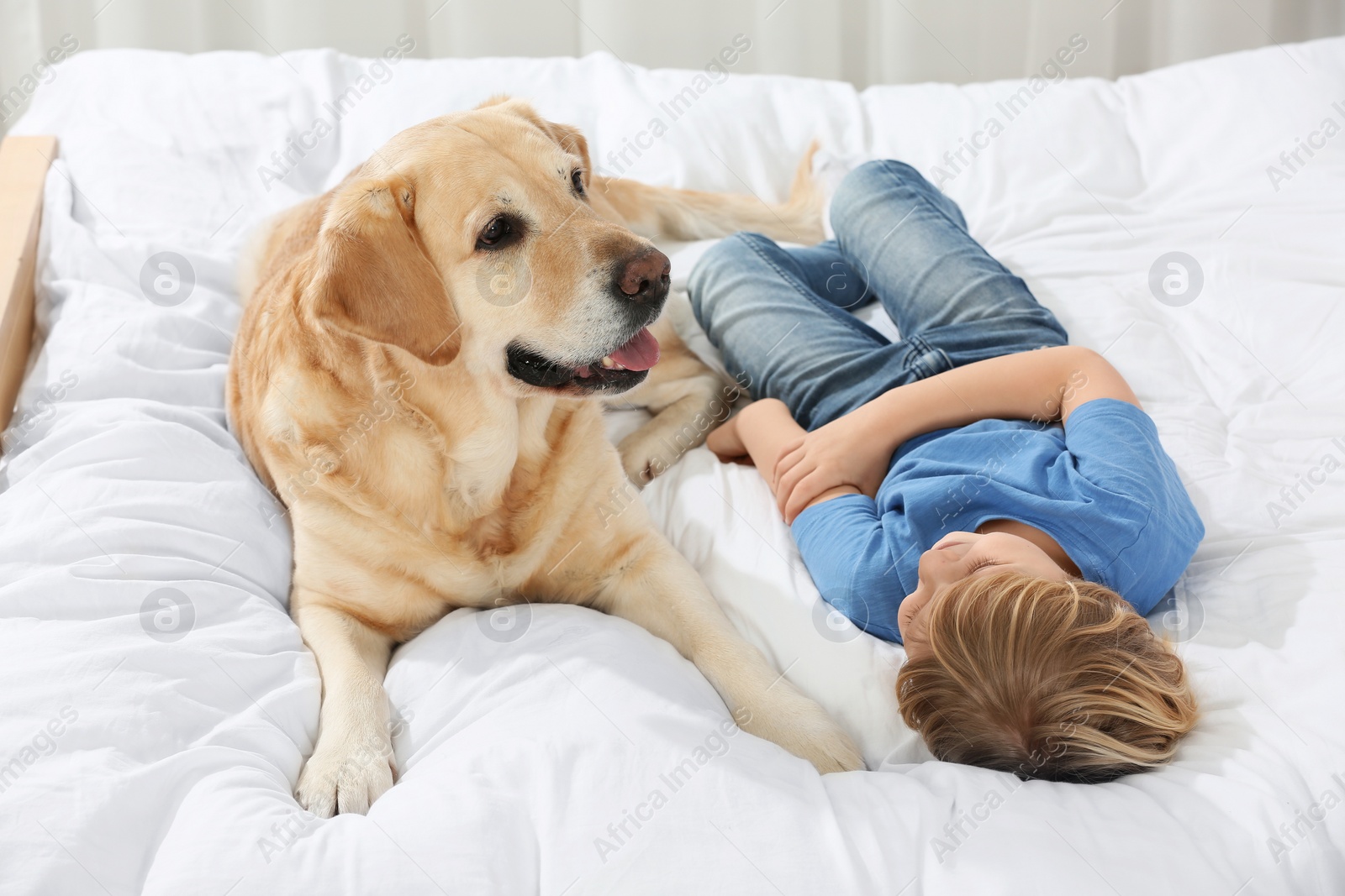 Photo of Cute little child with Golden Retriever on bed. Adorable pet