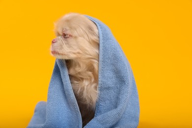 Photo of Cute Pekingese dog wrapped in towel on yellow background. Pet hygiene