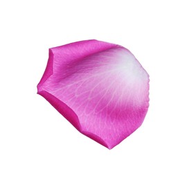 Photo of Pink rose flower petal on white background