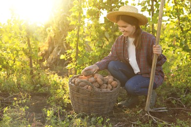Woman harvesting fresh ripe potatoes on farm. Space for text