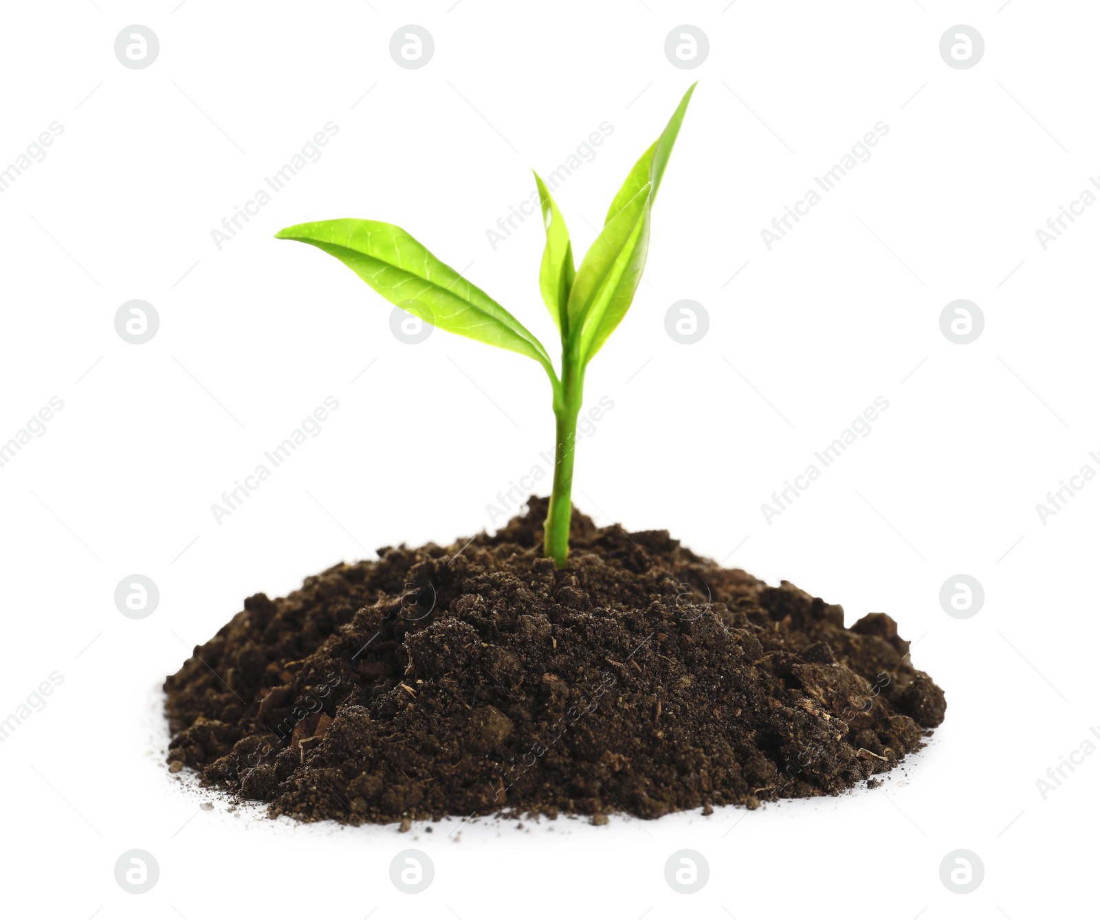 Photo of Young seedling in fertile soil on white background