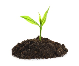Photo of Young seedling in fertile soil on white background