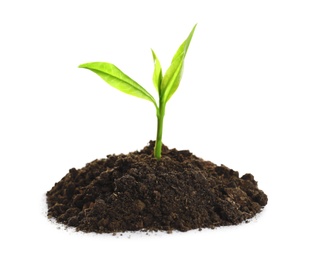 Young seedling in fertile soil on white background