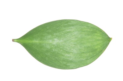 Photo of Fresh green Ruscus leaf on white background