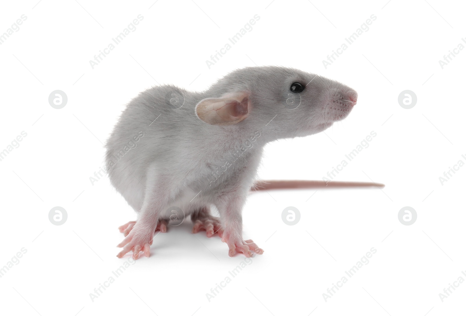 Photo of Small fluffy grey rat on white background