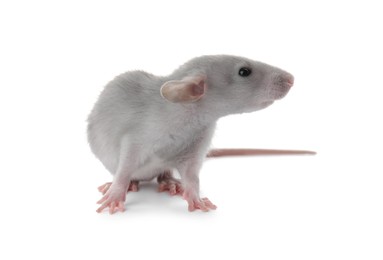 Photo of Small fluffy grey rat on white background