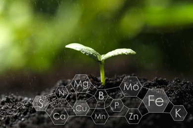 Image of Young seedling growing in soil and scheme with chemical elements