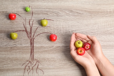 Photo of Woman holding small apples near drawing of tree on wooden background, top view