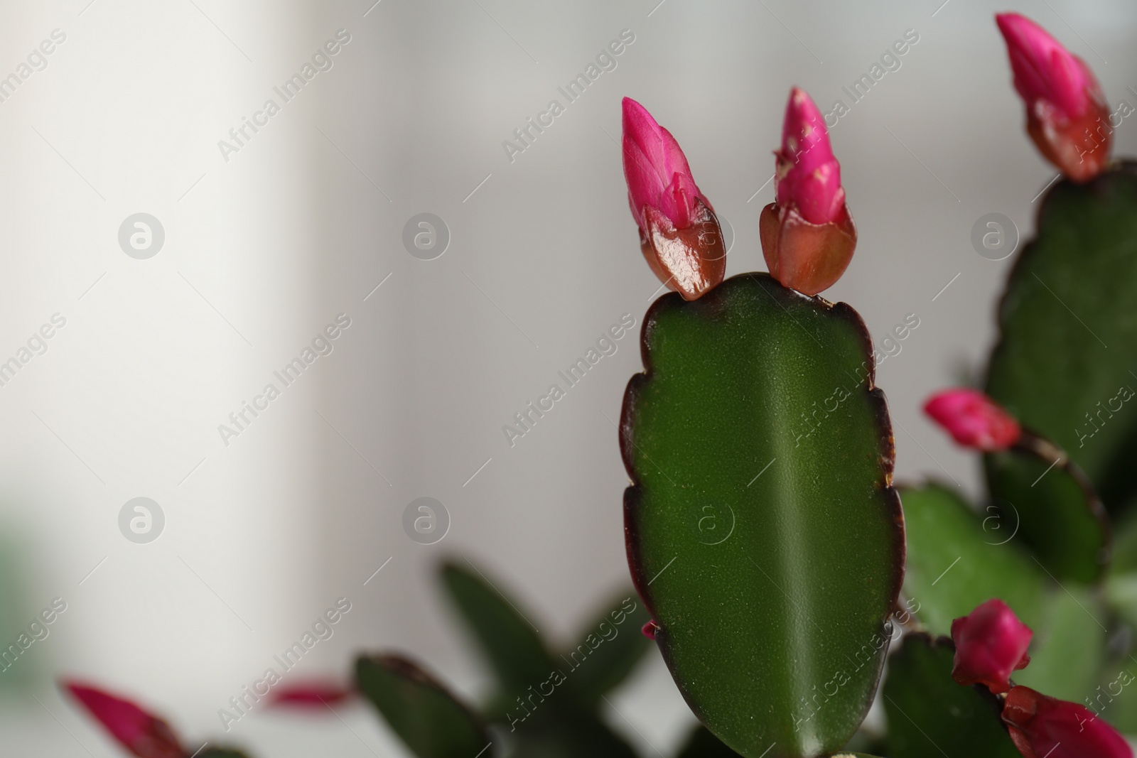 Photo of Beautiful Schlumbergera (Christmas or Thanksgiving cactus) against light background, closeup