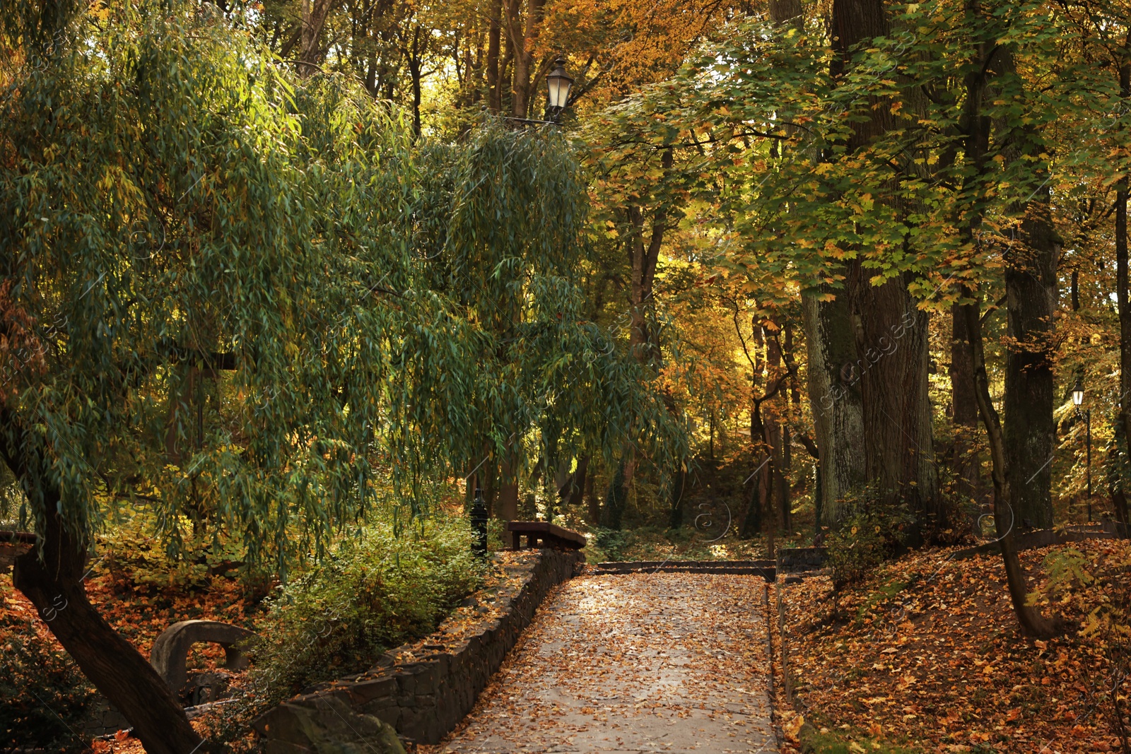 Photo of Beautiful yellowed trees and fallen leaves in park on sunny day