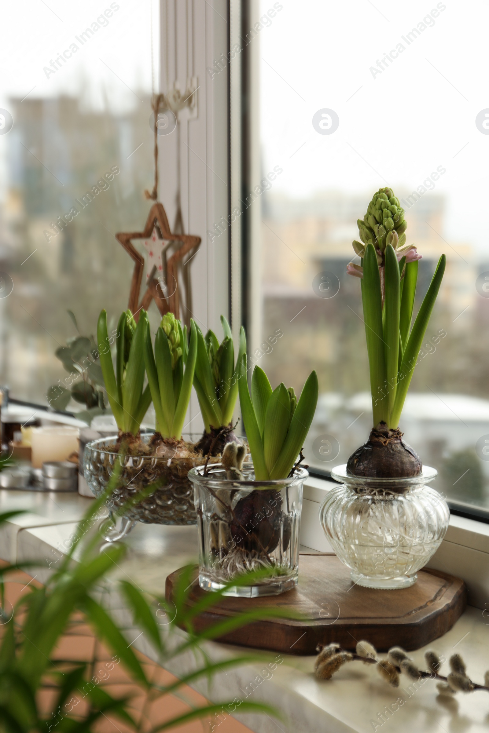 Photo of Spring is coming. Beautiful bulbous plants on windowsill indoors