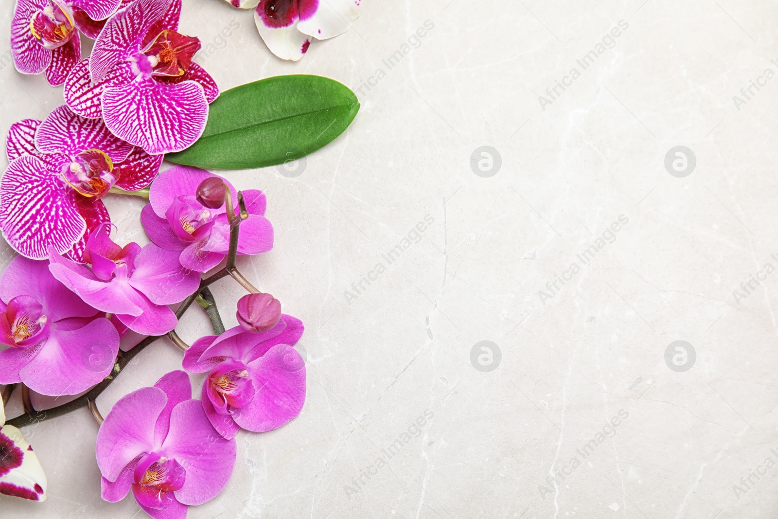 Photo of Beautiful tropical orchid flowers on light background, top view. Space for text