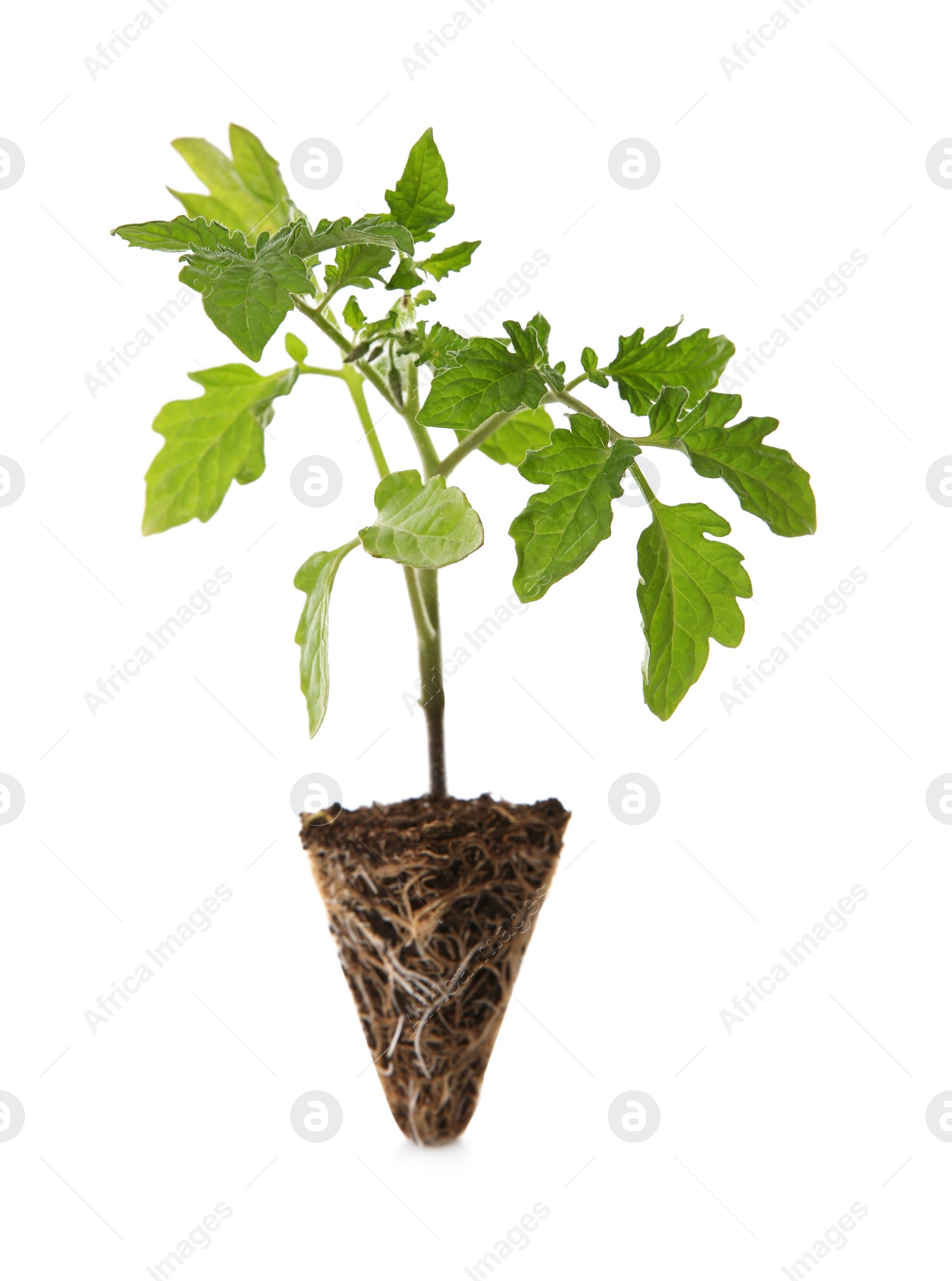 Photo of Green tomato seedling with soil isolated on white