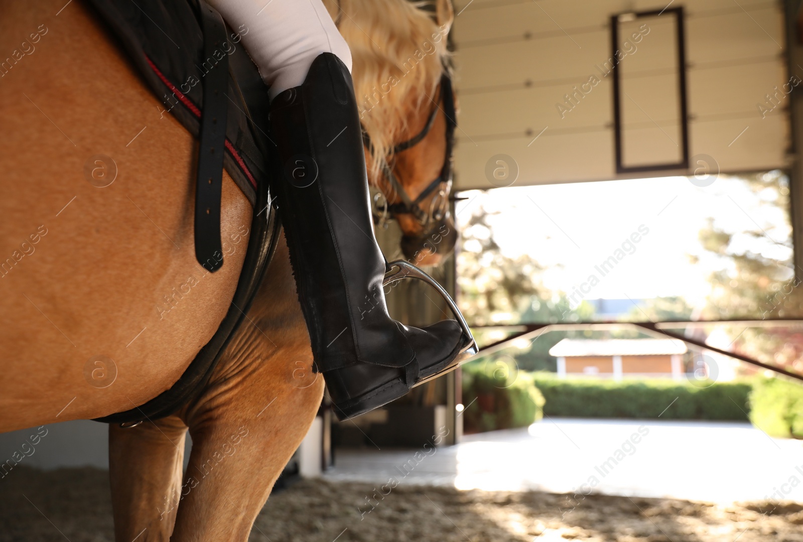 Photo of Young woman riding horse, closeup of leg in stirrup. Beautiful pet