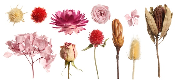 Image of Set with beautiful dry flowers on white background, banner design