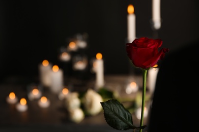 Beautiful red rose on blurred background. Funeral symbol