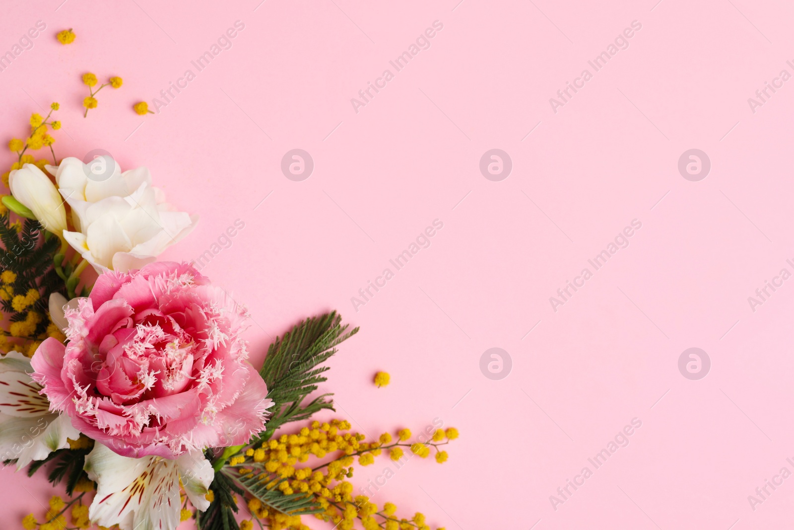 Photo of Beautiful floral composition with mimosa flowers on pink background, flat lay. Space for text