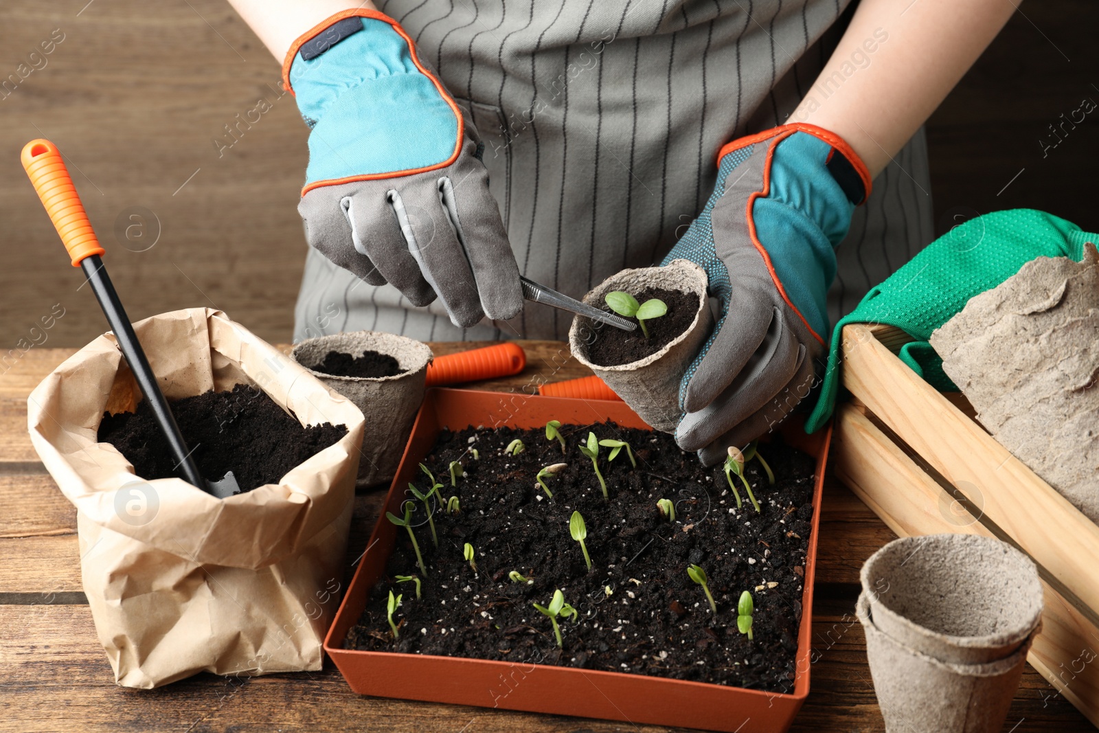 Photo of Person taking care of seedling at table, closeup