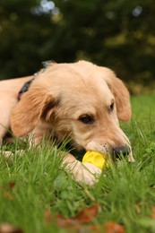 Photo of Cute Labrador Retriever puppy playing with ball on green grass in park